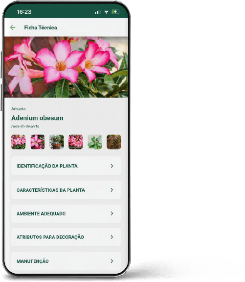Ativo 7