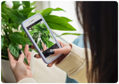 Você pode identificar qualquer planta