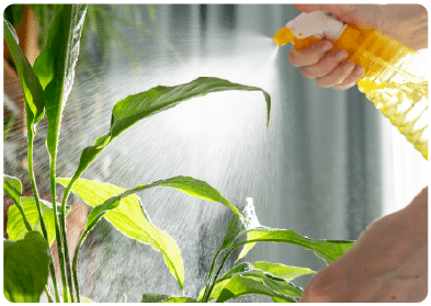 Você aprende quais os cuidados específicos para cada planta