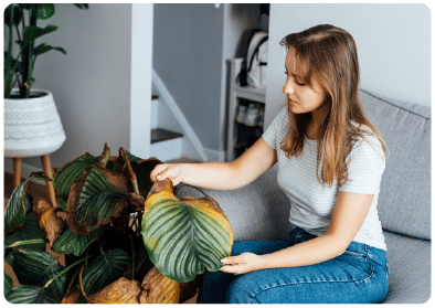 Você pode fazer um checkup da saúde de sua planta