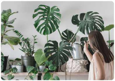 Você explora nossa biblioteca de plantas ornamentais