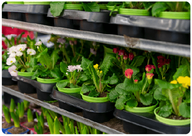 Você organiza a sua coleção de plantas