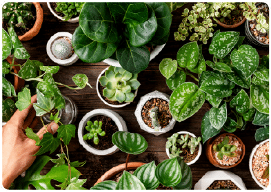 Você pode criar sua lista de plantas favoritas