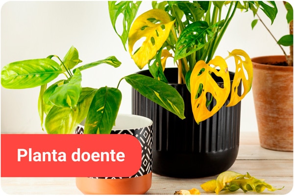 Planta doente