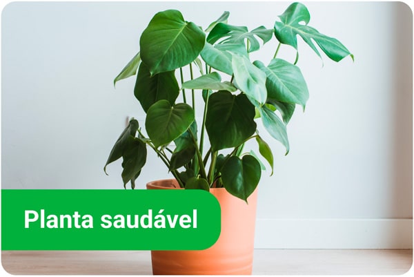 Planta Saudável